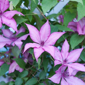 Clematis 'Giselle', Early Large-Flowered Clematis, group 3 clematis, Pink clematis, Pink flowers, Red Vines